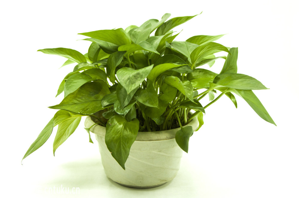 绿色植物如何更好的装点家居,室内装修绿化植物