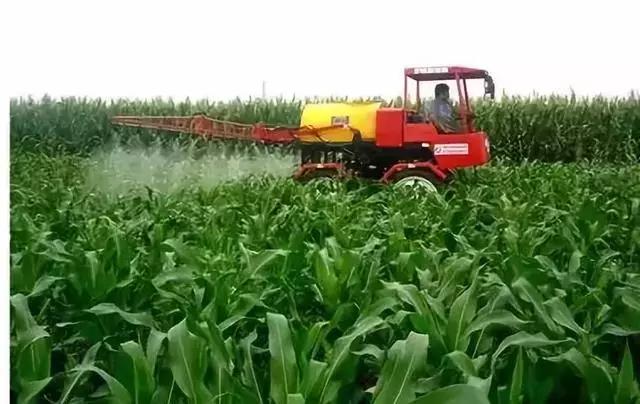 多效唑加芸苔素可以用吗,赤霉素加芸苔素怎么使用