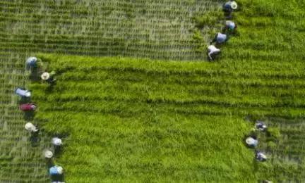 一亩地一年收入一般多少,一亩地真实纯收入能达一万元吗