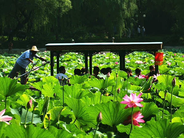 七夕赏荷去！微山湖红荷节将于8月16号开幕