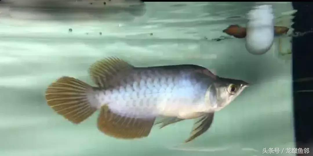 龙鱼太小了不吃食怎么办,龙鱼一直不吃怎么办