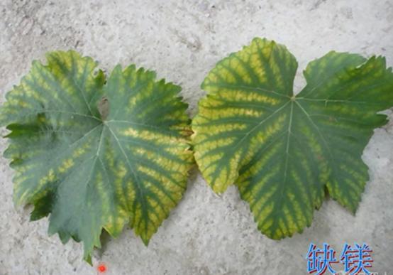 葡萄叶子烧边是什么病,葡萄叶子长白霜是怎么回事