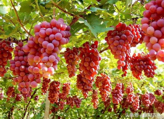 果树保花保果用什么农药好,膨果专用肥氯吡脲正确使用方法