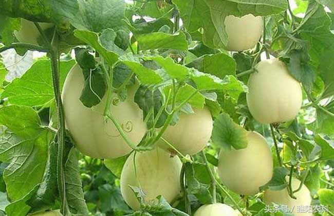 果树保花保果用什么农药好,膨果专用肥氯吡脲正确使用方法