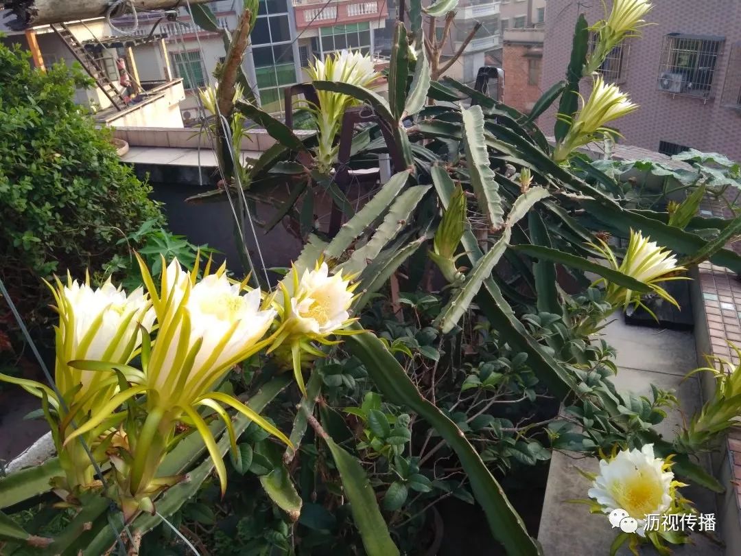 最美庭院评选,寻找最漂亮的花园小院