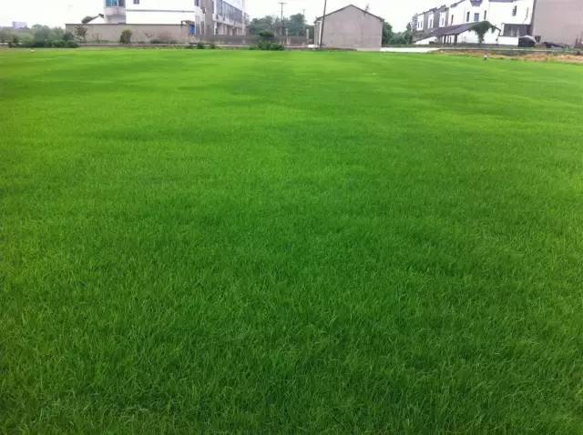 草坪该如何养护管理,楼顶花园草坪选择哪种比较好