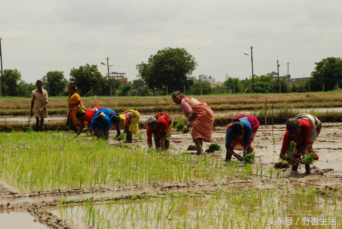 大脑退化不一定会脑萎缩,大脑贫血会有什么状况