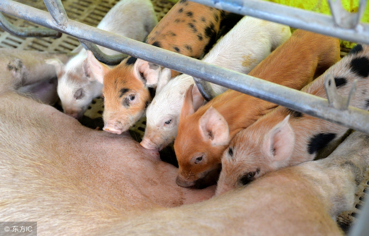 母猪病了猪仔会怎样,母猪得了猪流感会死吗