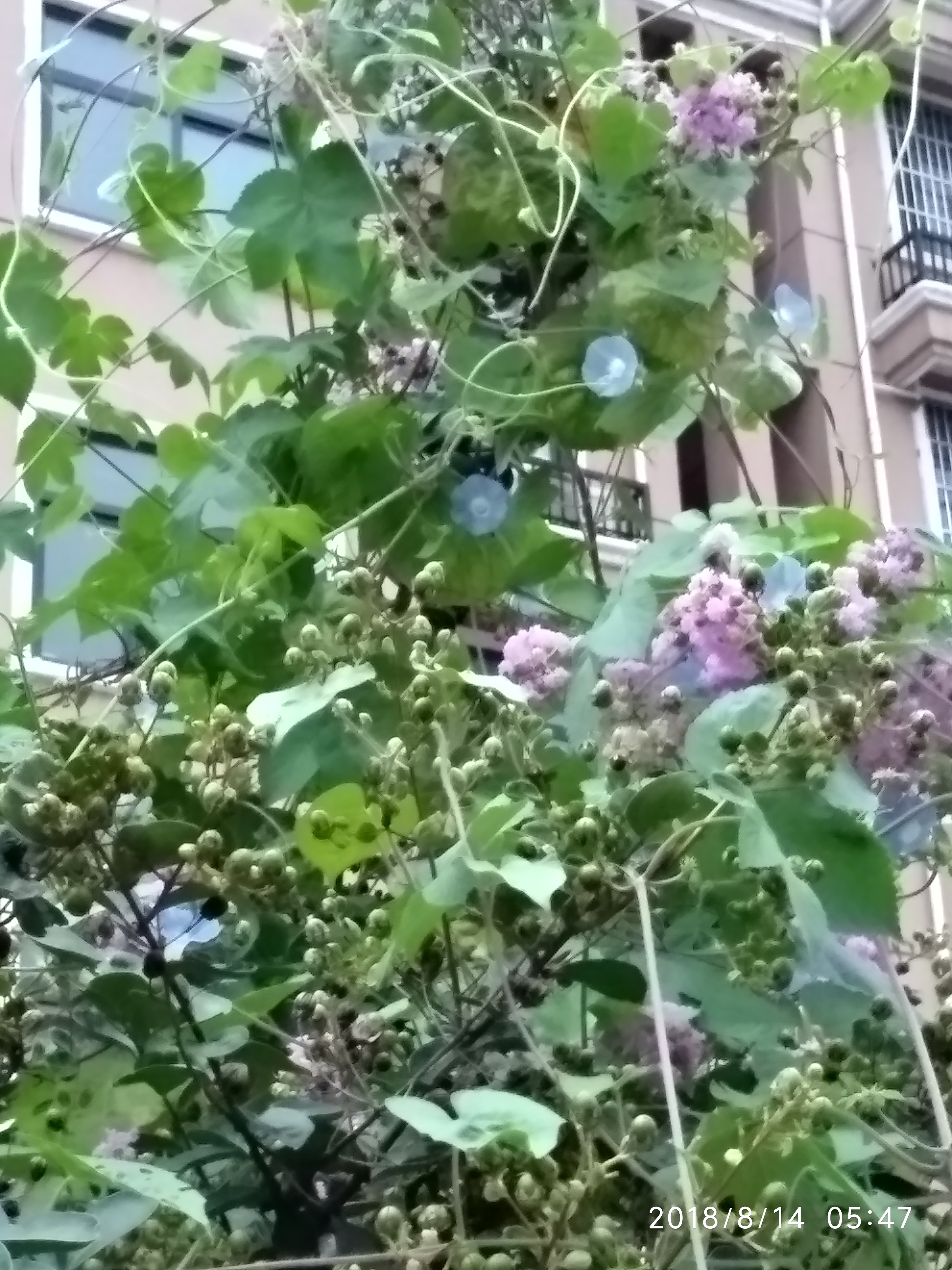 浅秋微凉诗句,浅秋的夜晚有一层薄薄的微凉