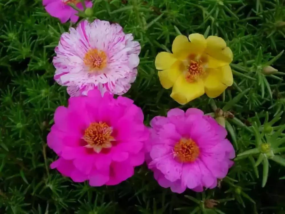 经典花卉品种推荐,现在最适合养的花卉品种