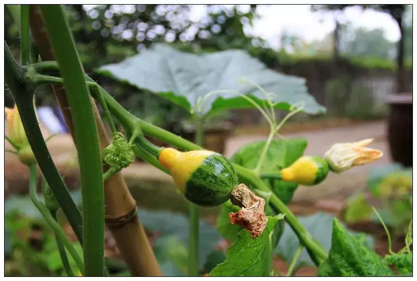 再见合肥师范完整视频,合肥二中校园