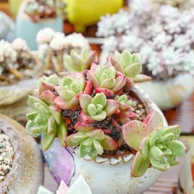 多肉爱杜丽丝仙女杯养护,多肉植物中的仙女杯