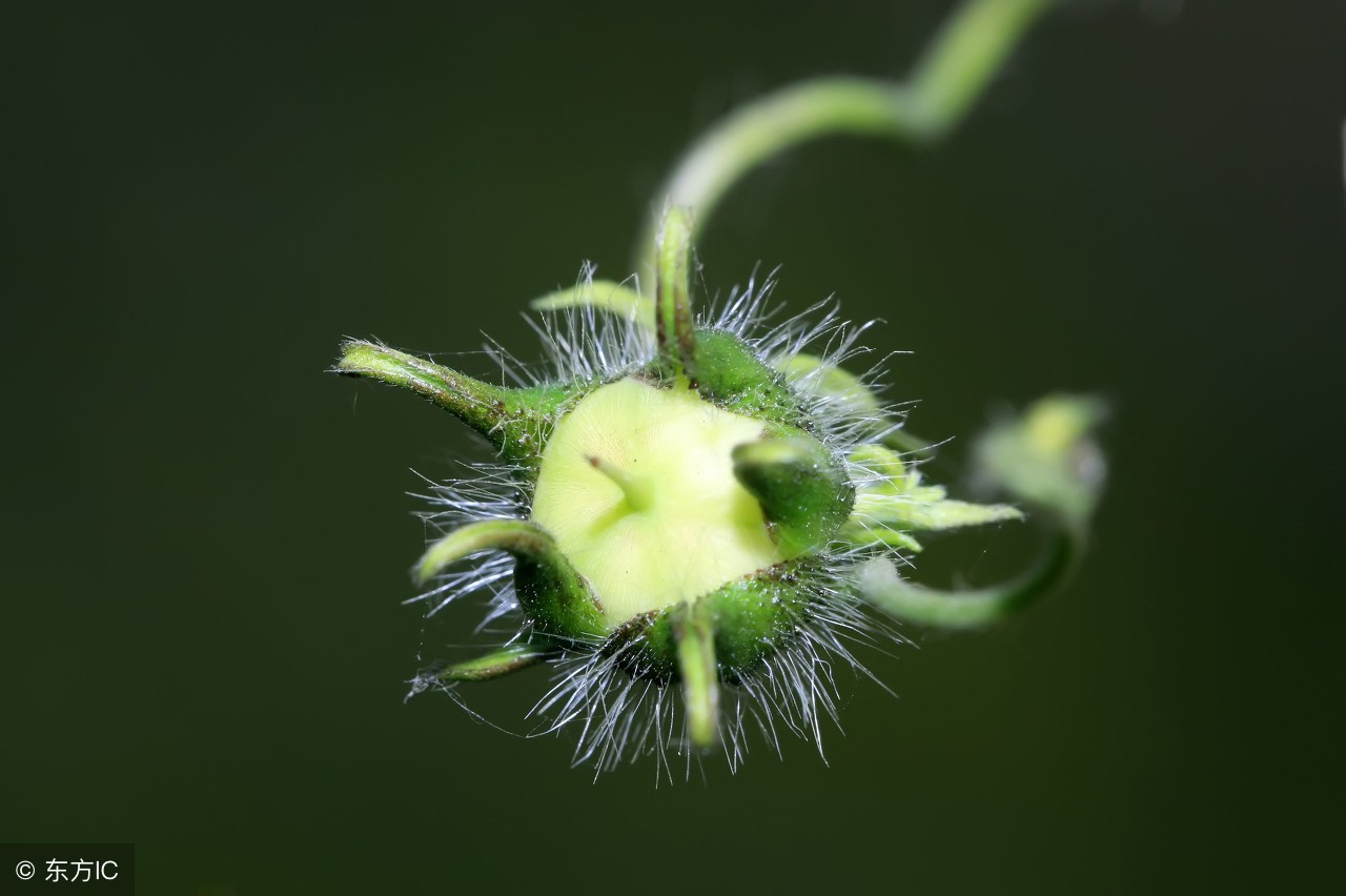 古诗词经典名句欣赏大全,十大经典中国古诗词名句