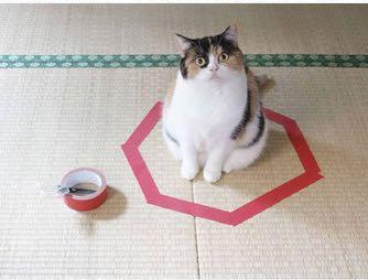 一招教你快速捕获喵星人，网友：技能都学会了，就差猫了