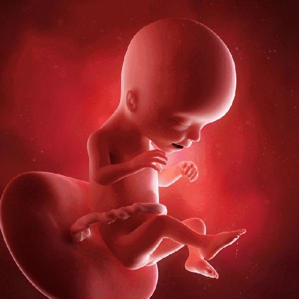 胎儿的发育1到10个月图片,1-10个月胎儿发育过程视频