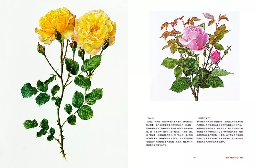 荐书｜七夕将至，现代版“玫瑰圣经”带给你一整本永不凋谢的浪漫！