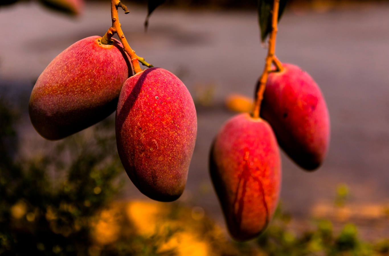 芒果之乡歌曲,芒果之乡的芒果品种