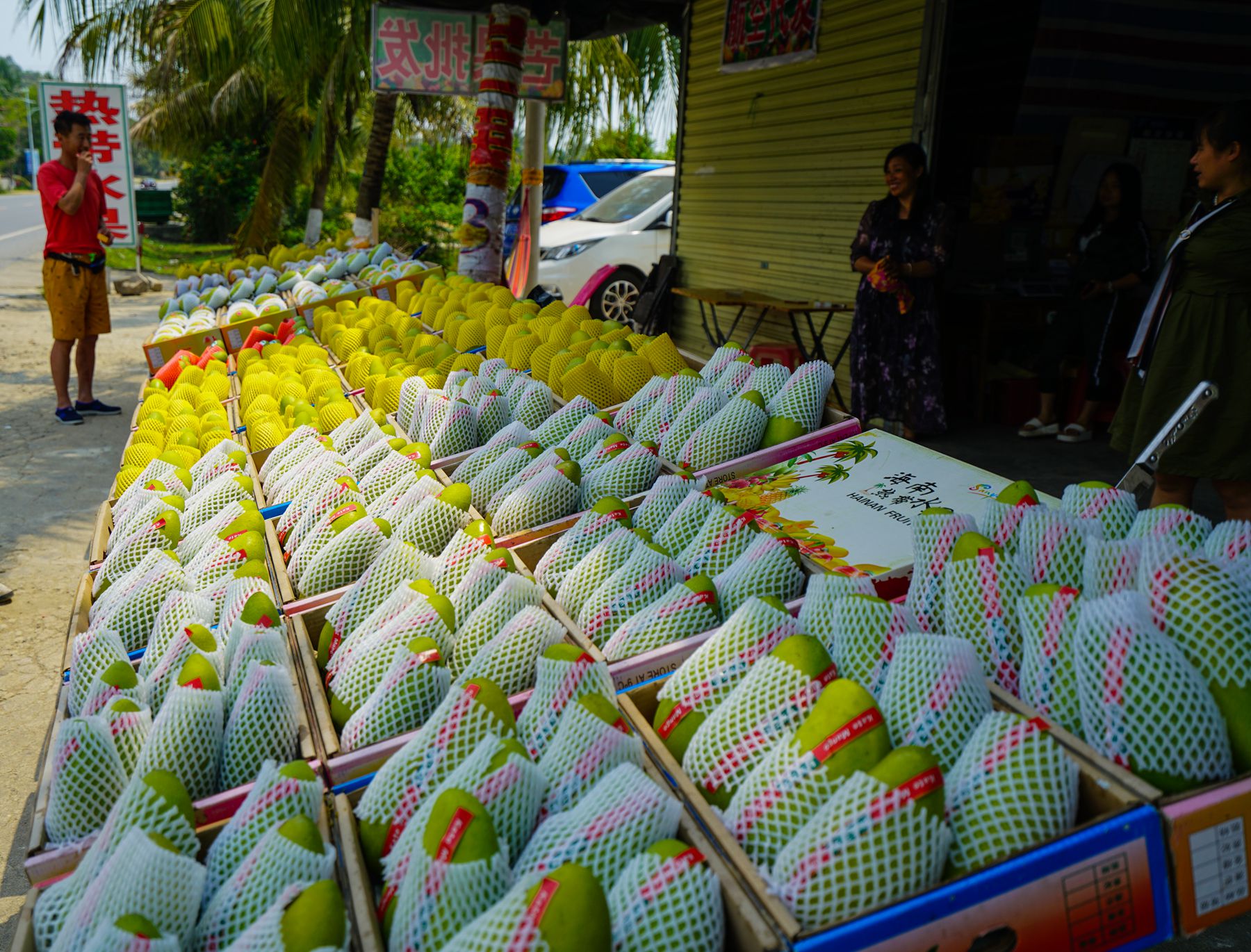 芒果之乡歌曲,芒果之乡的芒果品种