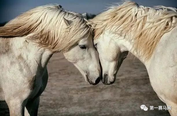 七夕到了单身狗有话要说,七夕快到了单身狗心底的呼唤