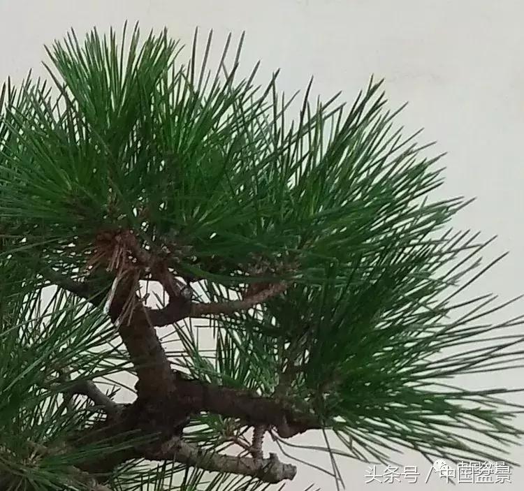 小林国雄黑松文人树盆景,黑松文人树盆景造型