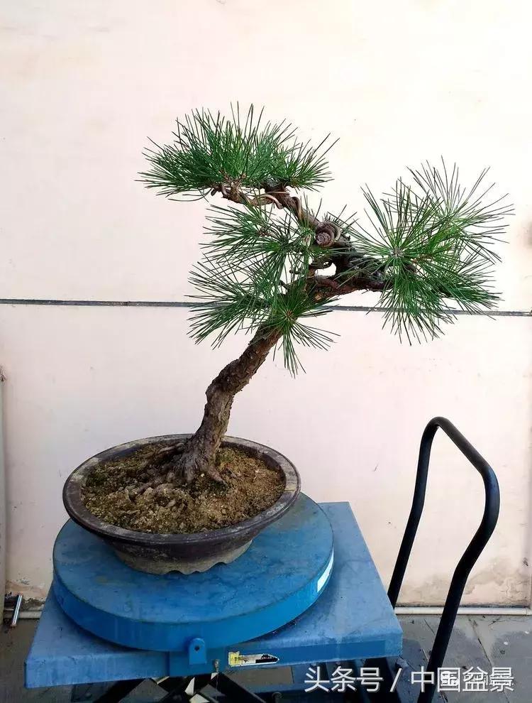 小林国雄黑松文人树盆景,黑松文人树盆景造型