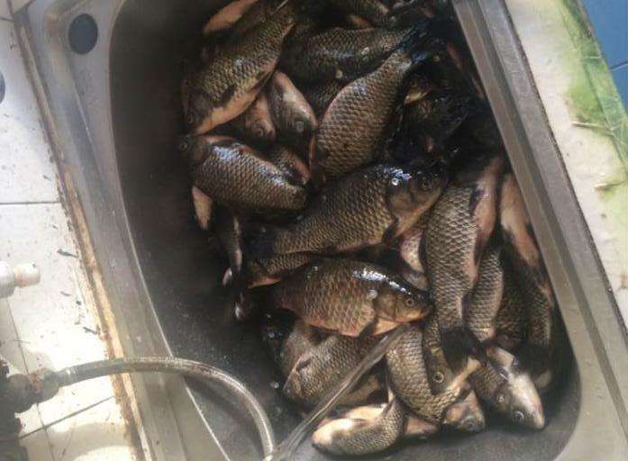 钓回来的鱼杀了但鱼眼反白能吃吗,野生鲫鱼有几片鳞片发黑能吃吗