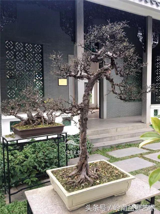 正宗雀梅王老桩盆景,苏州400多年雀梅王盆景