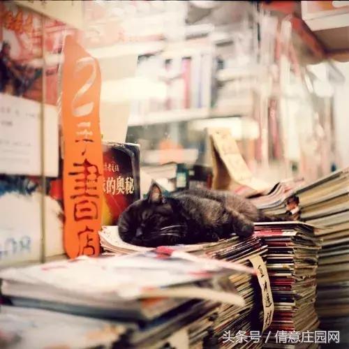 这是一家被喵星人占领的书店