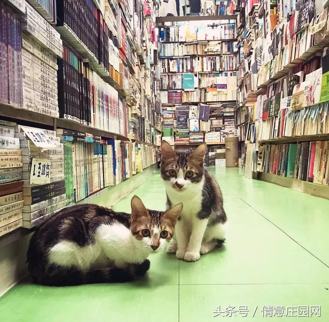 这是一家被喵星人占领的书店