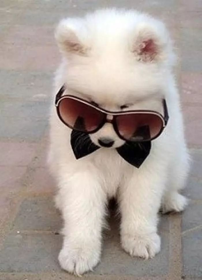 狗狗第一次寄养不习惯怎么办,狗子出去不回家怎么办