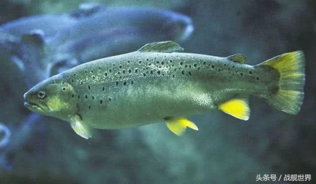 脑洞大开！“乌贼”“海豚”都齐活？看苏俄潜艇的“真名解放”！