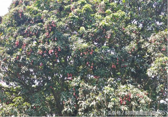 荔城区拱辰街道几个村,莆田荔城区拱辰街道地图