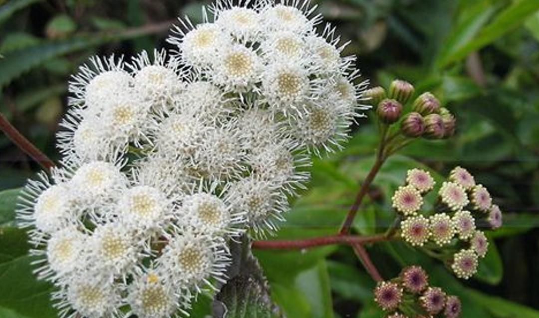 农村里叫的飞机草,飞机草属于什么草