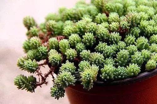 过期的药品能用来养花吗,所有过期药片都可以养花吗