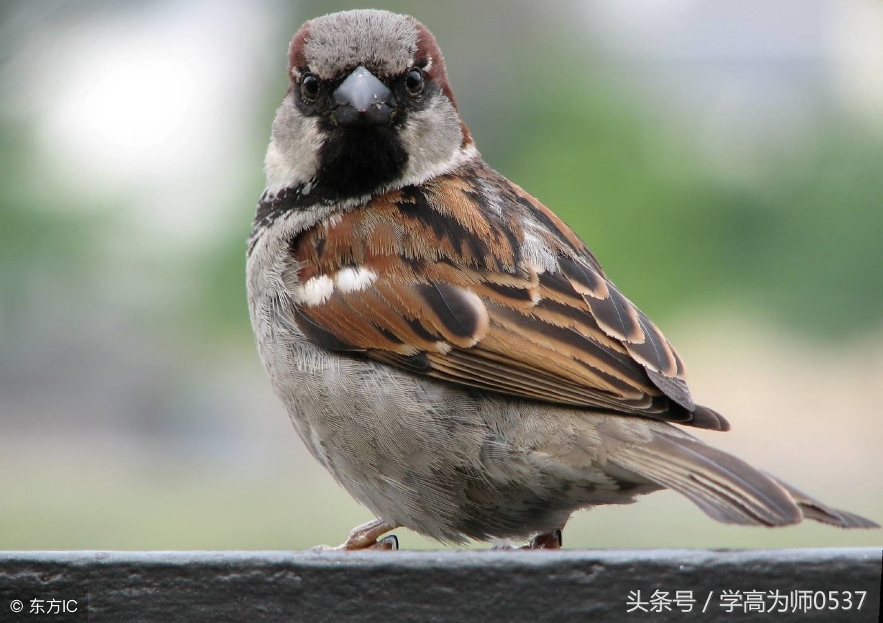 二年级语文课外阅读练习题训练暑假拓展训练