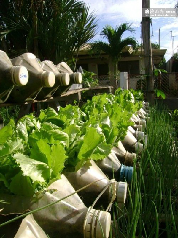 变废为宝自制栽培绿植器皿,塑料瓶创意绿植盆栽旧物利用