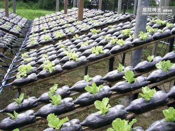 变废为宝自制栽培绿植器皿,塑料瓶创意绿植盆栽旧物利用