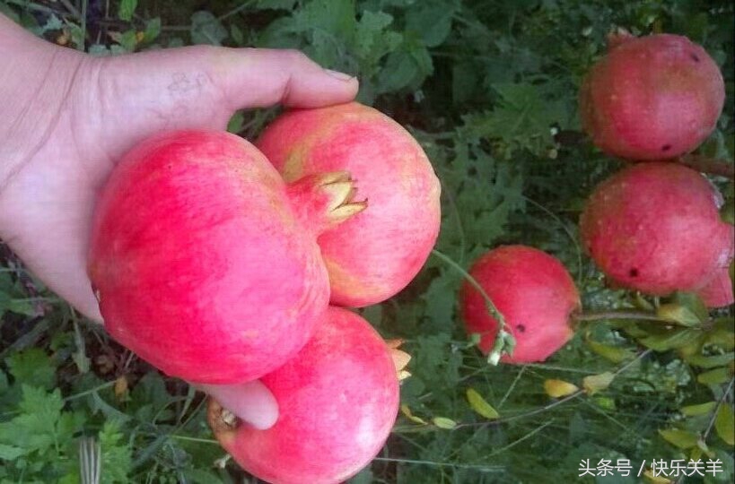 会理石榴之乡突尼斯软籽石榴,会理县软籽石榴之乡