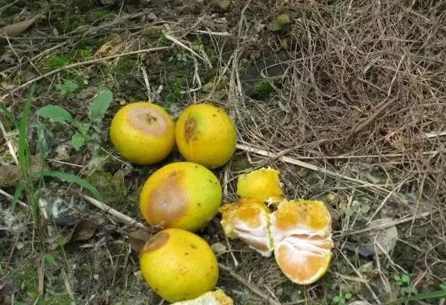 柑橘果树诱捕害虫方法,柑橘幼果病害预防