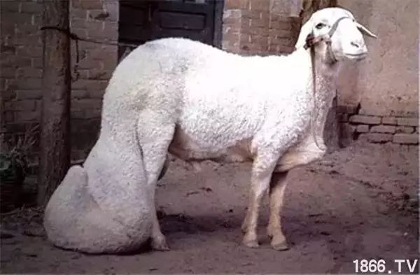 世界最好的羊种排名,世界上最好的羊是哪个羊