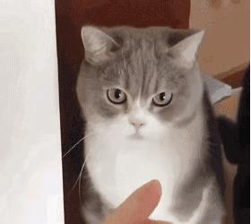 猫咪零食大全推荐,猫咪最喜欢吃什么零食