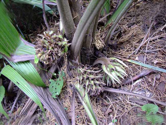 山上什么草药可以补阳,农村的哪些野菜可以提升体内阳气