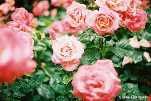 七夕情人节的心情短句,关于七夕的句子感动人