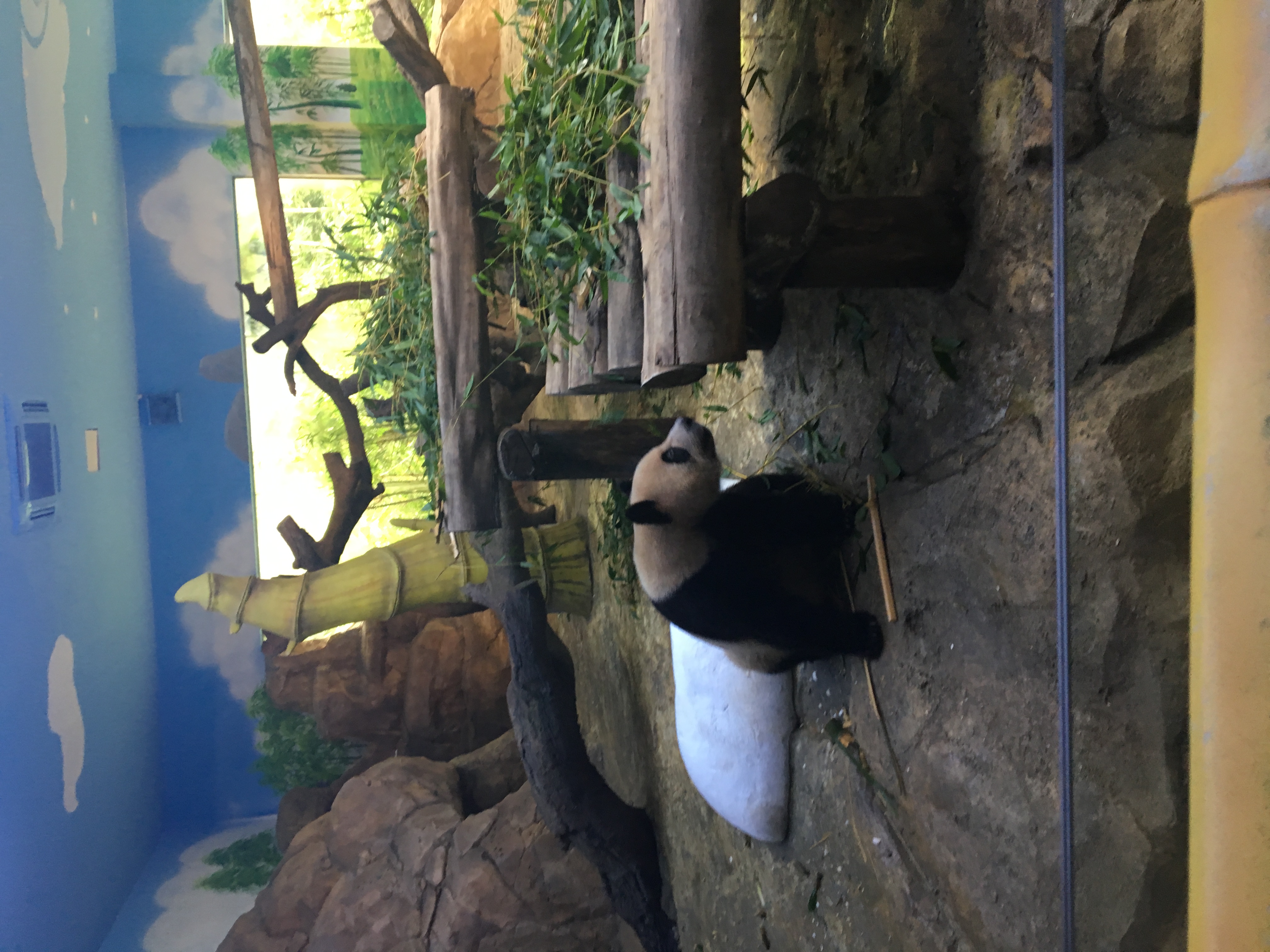 长隆野生动物园游玩攻略,长隆野生动物园