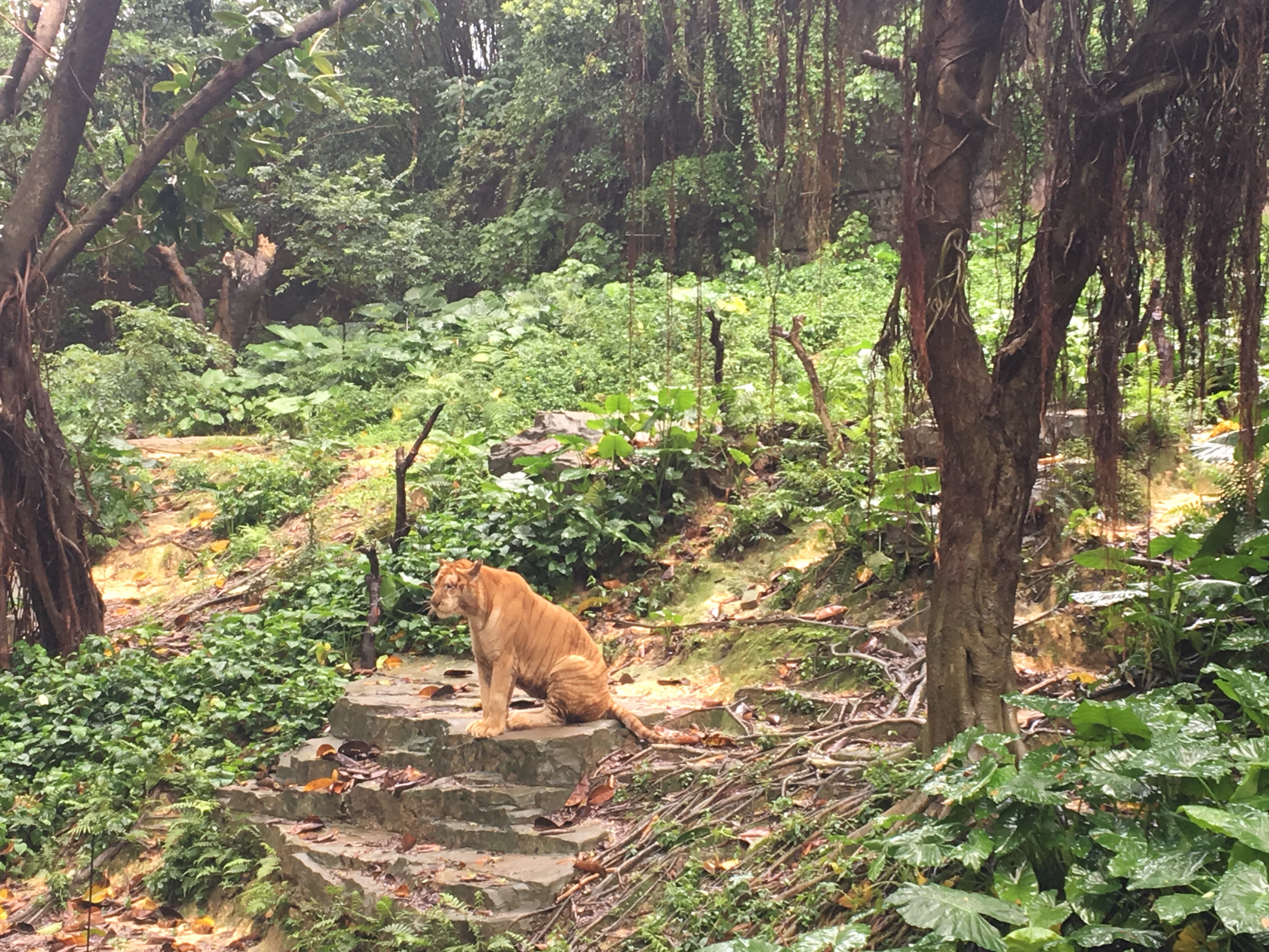 长隆野生动物园游玩攻略,长隆野生动物园