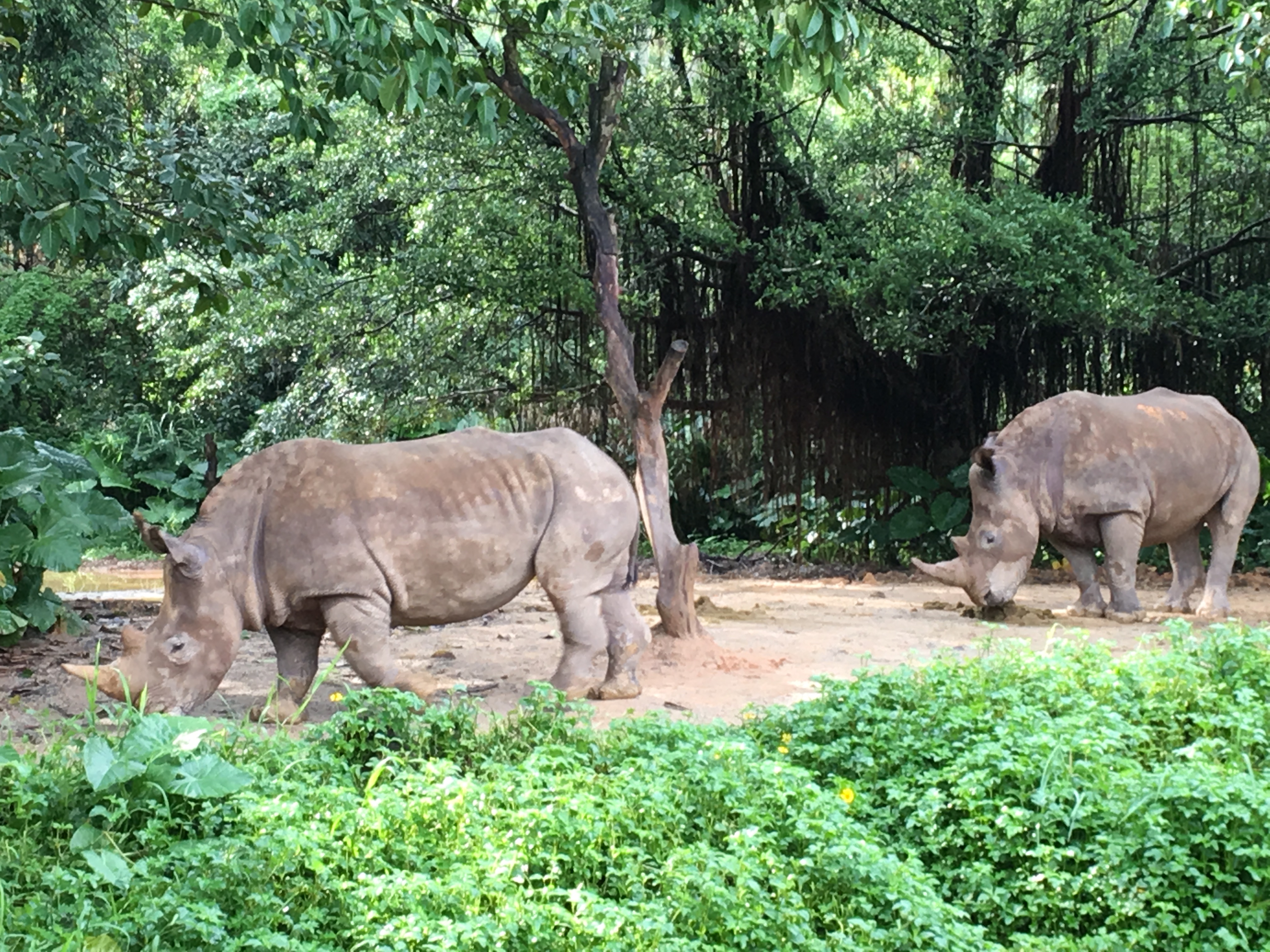 长隆野生动物园游玩攻略,长隆野生动物园