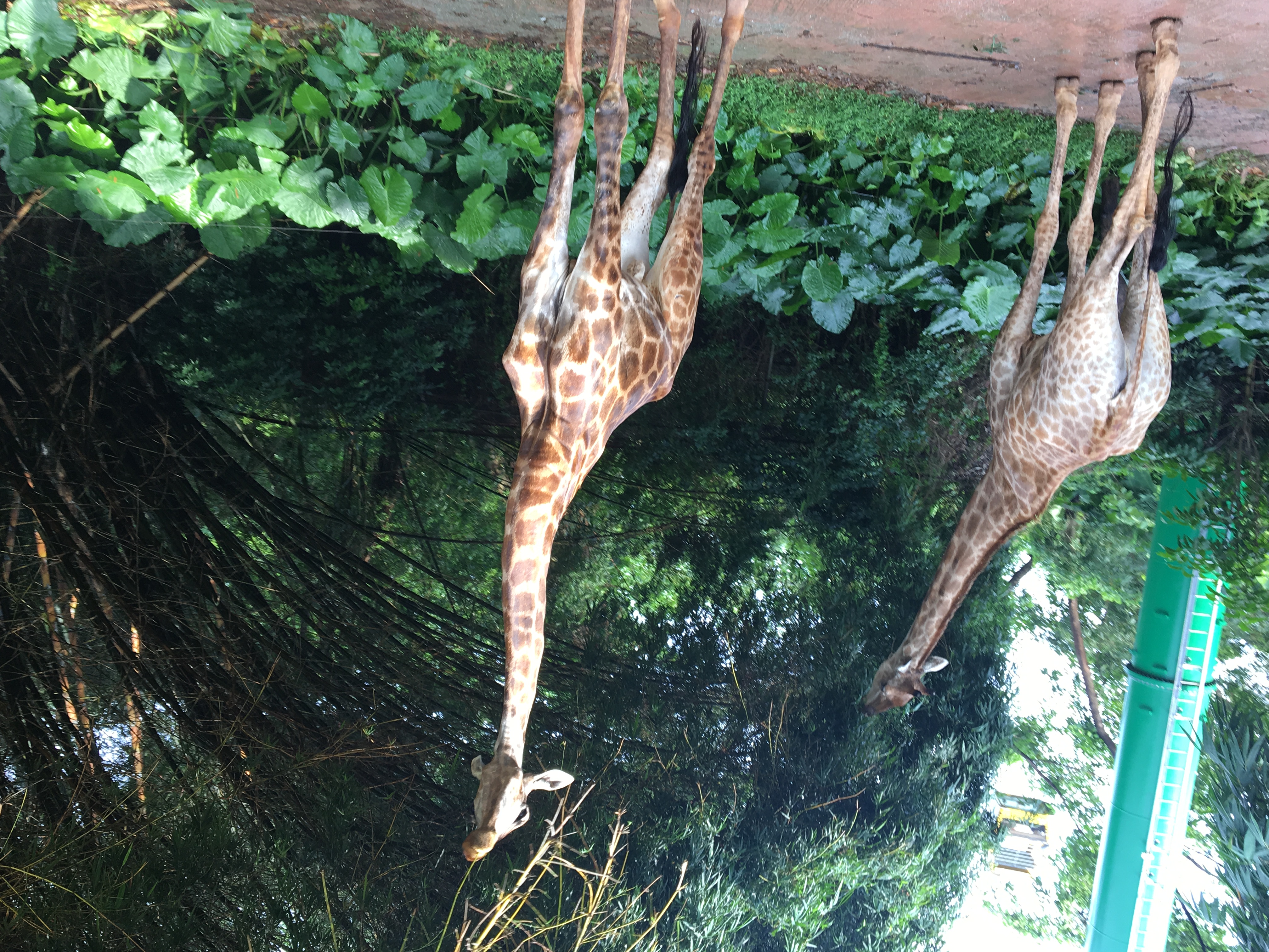 长隆野生动物园游玩攻略,长隆野生动物园