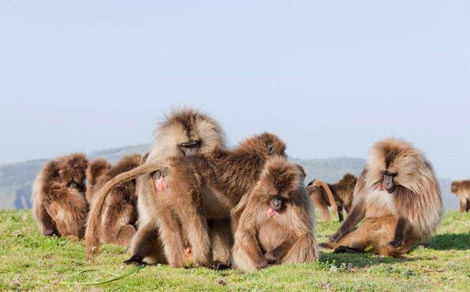 东非雌性狒狒真实长相,狮尾狒狒的长相