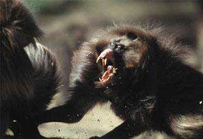 东非雌性狒狒真实长相,狮尾狒狒的长相