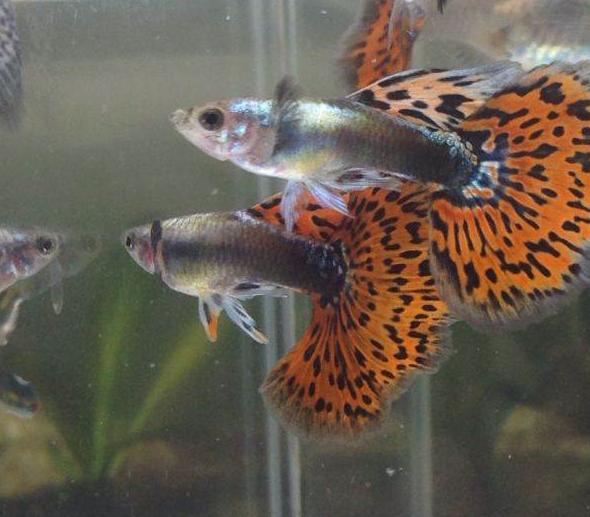 孔雀鱼为什么这么招人喜欢,孔雀鱼为什么那么爱生病